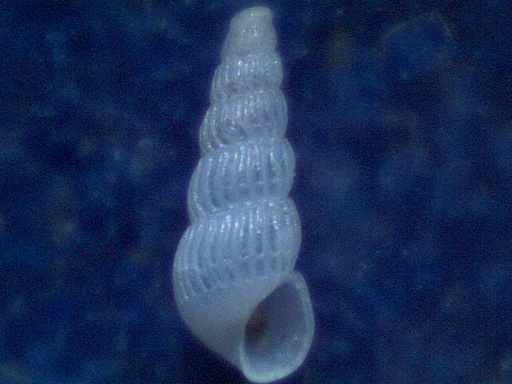 Famiglia Pyramidellidae